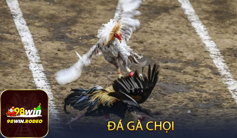 Đá gà chọi