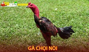 Gà chọi nòi